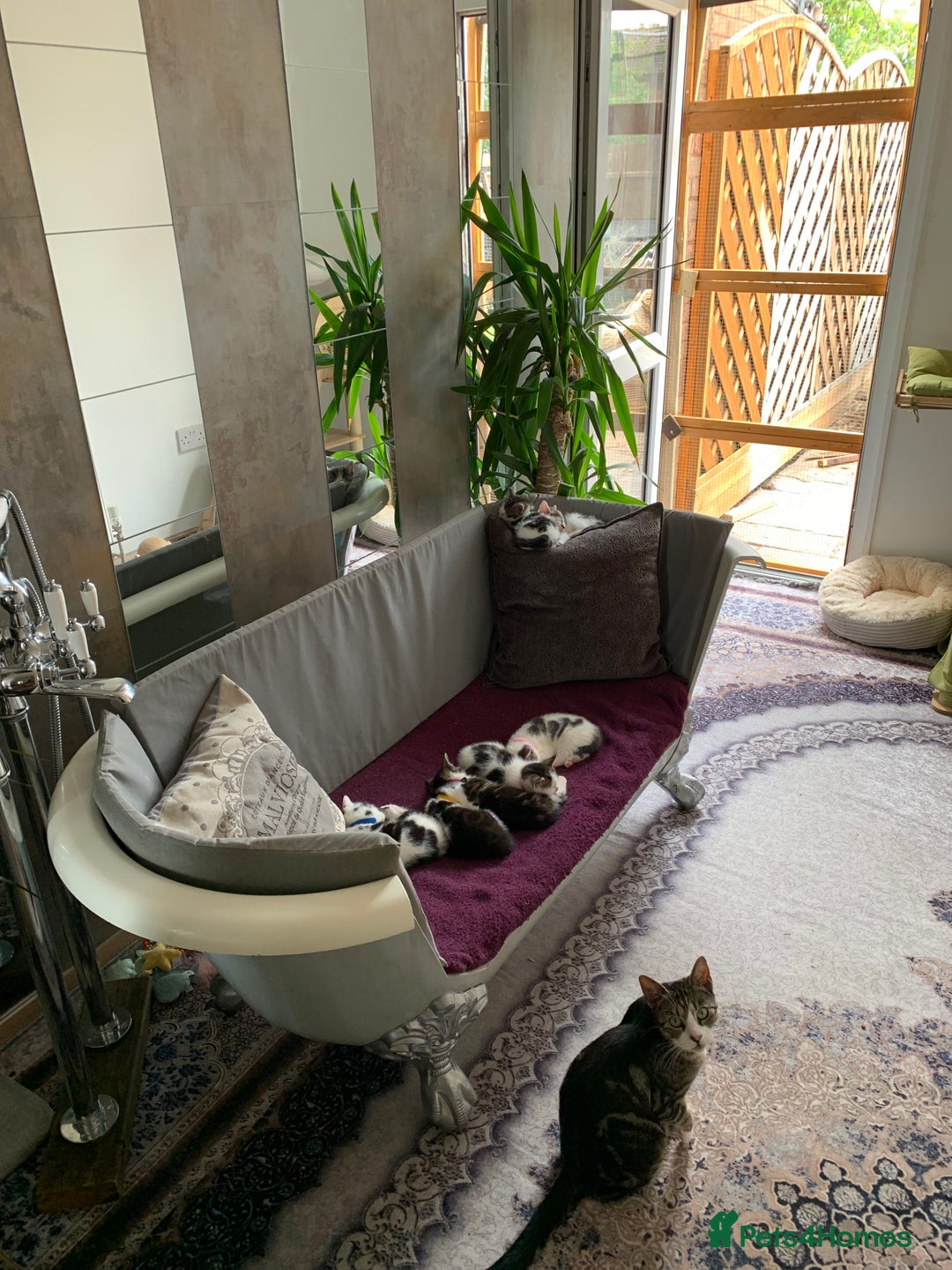 British Shorthair cats for sale: Gorgeous Kittens  - Image 4