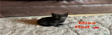 Domestic Shorthair Kitten 4