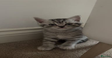 Mixed Breed cats - Advert 16