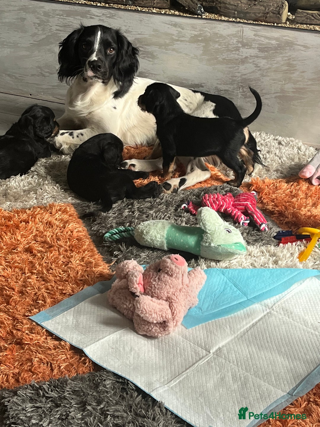 Mixed Breed dogs for sale: Sprocker puppy’s  - Image 6