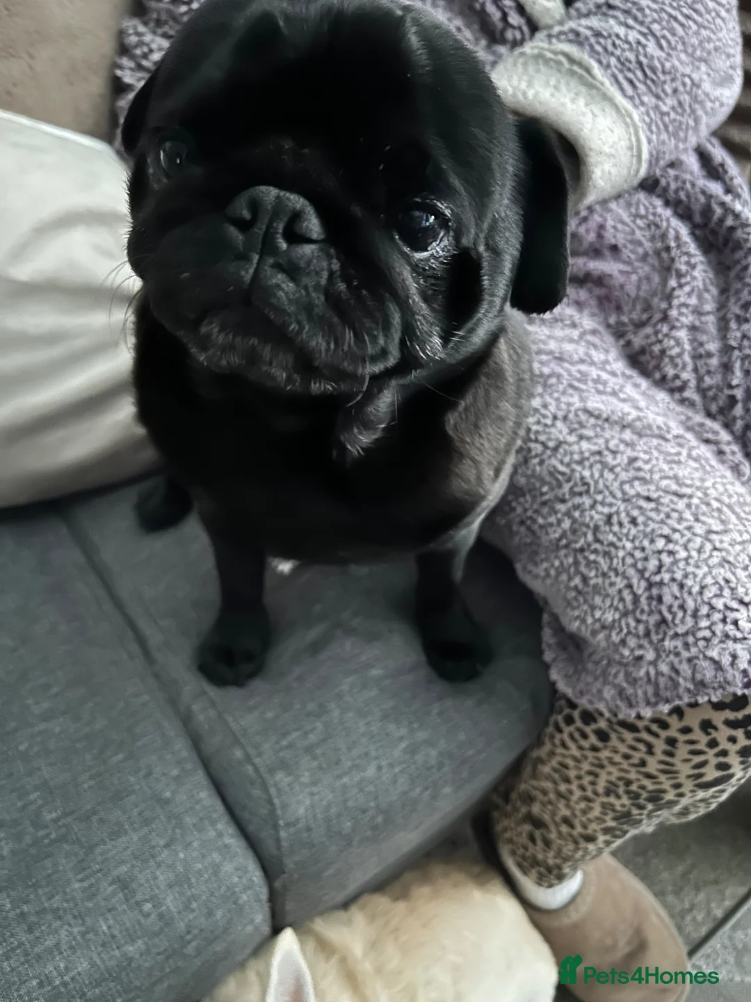 Pug dogs for sale: Pug for sale in Ipswich - Advert 2