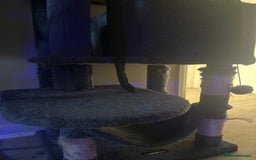 British Shorthair cats for sale: Female Kitten for sale  - Image 2