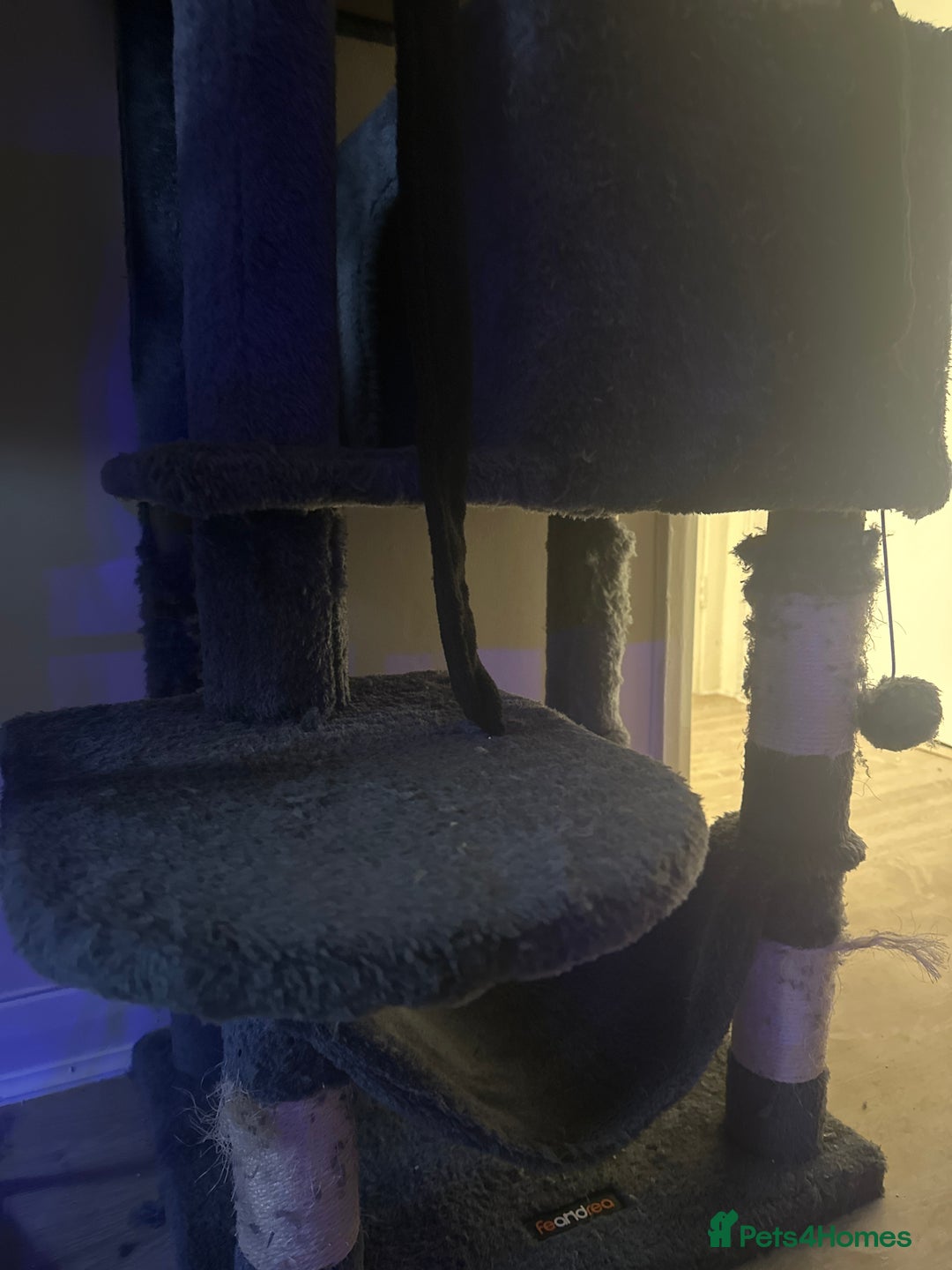 British Shorthair cats for sale: Female Kitten for sale  - Image 2