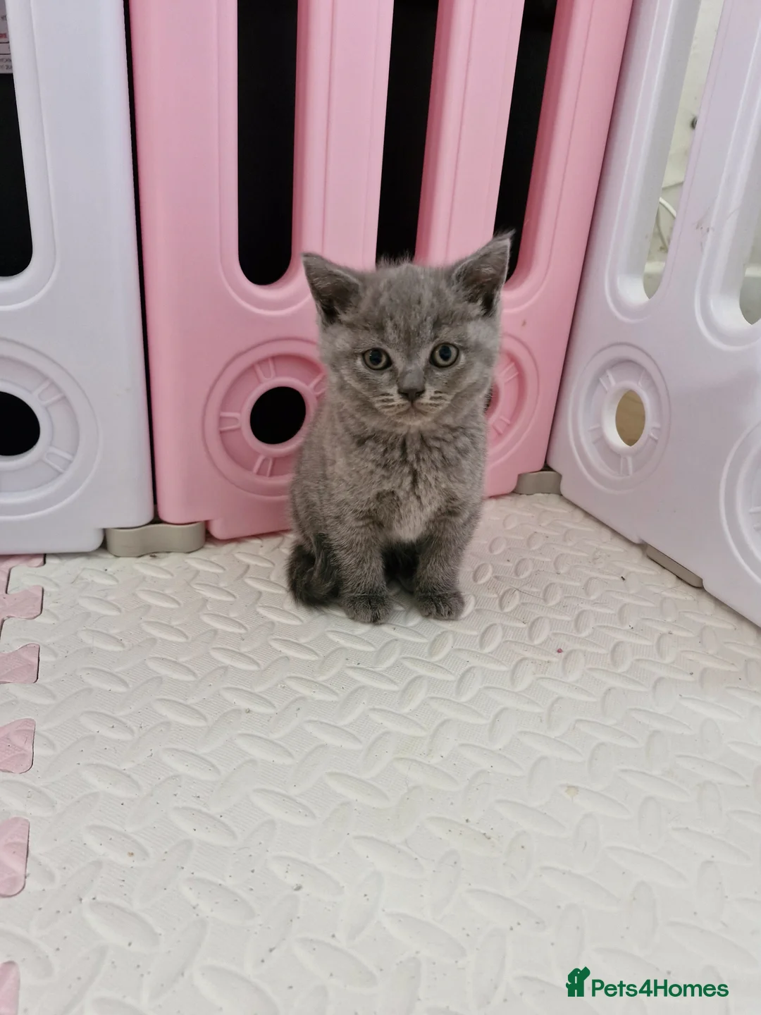 British Shorthair cats for sale: British Shorthair Kittens  - Advert 2
