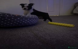 Boston Terrier dogs for sale: Boston Terrier pups  - Image 5