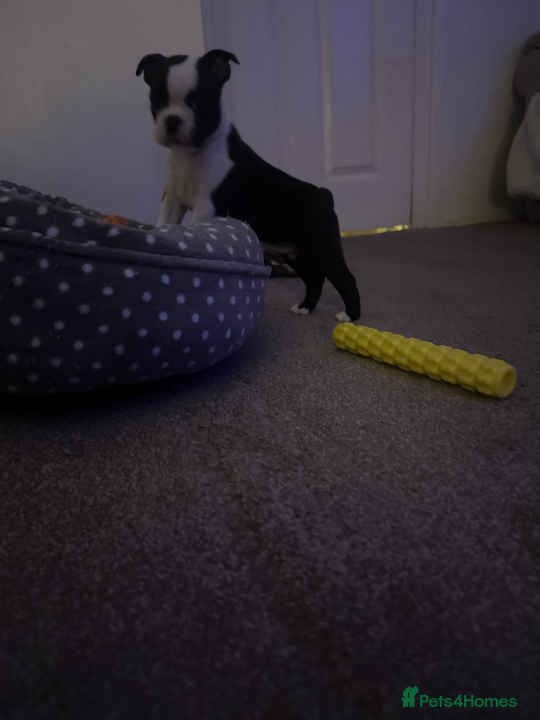 Boston Terrier dogs for sale: Boston Terrier pups  - Image 5