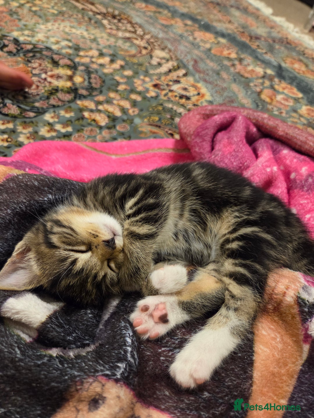 British Longhair cats for sale: 7 weeks old tabby female kitten - Image 2