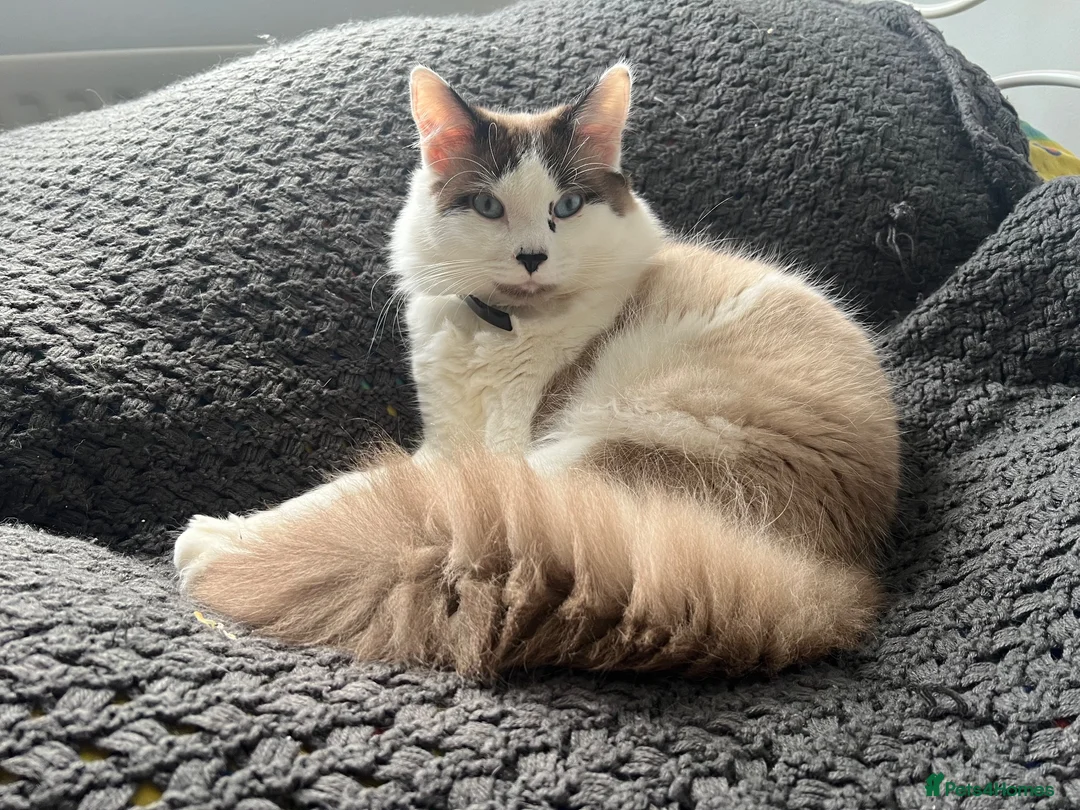 Ragdoll cats for sale: Beautiful Ragdoll Kittens :)  - Advert 2