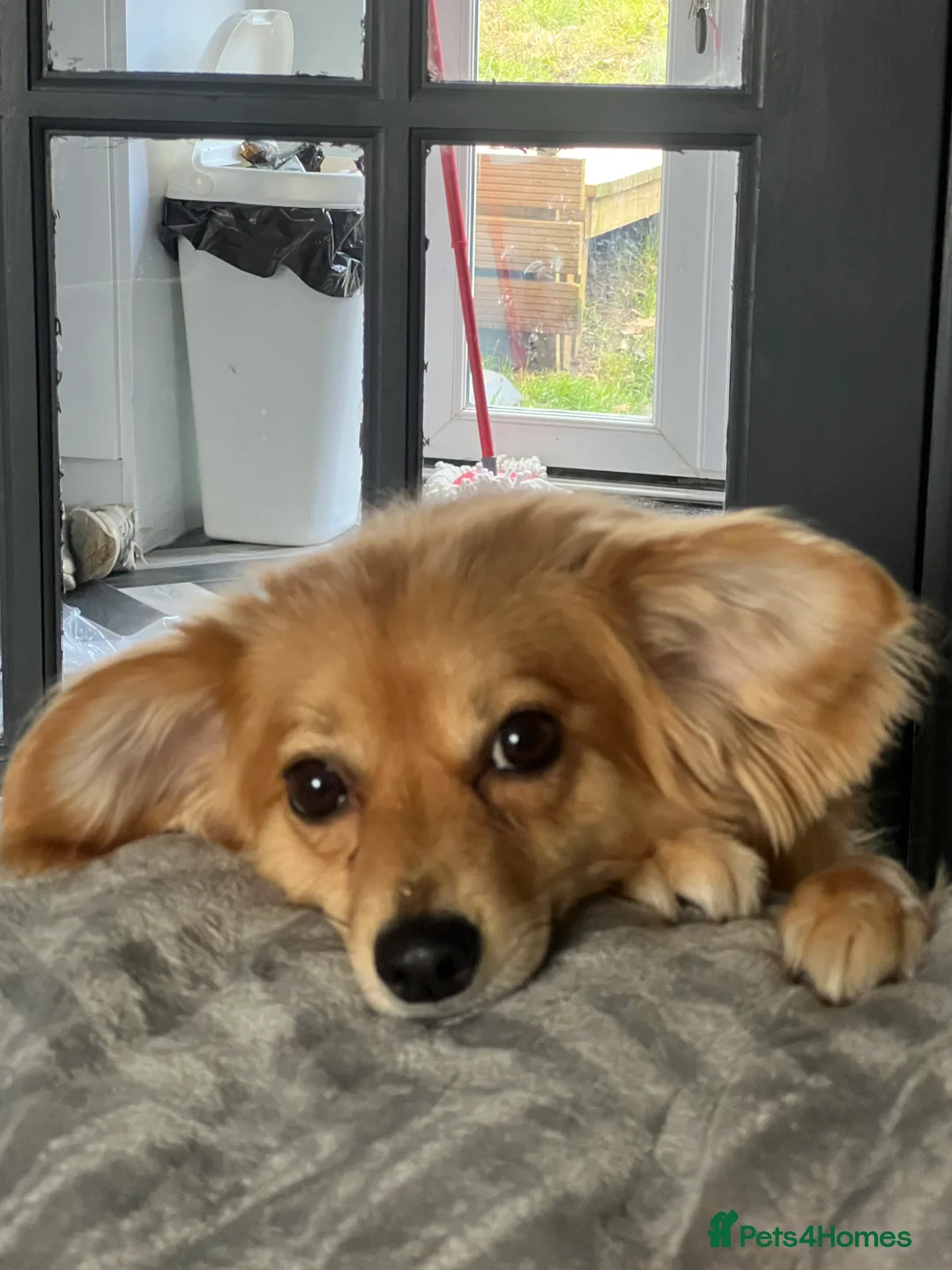 Mixed Breed dogs for sale: Having to rehome my dogs in Stoke-on-Trent - Advert 2