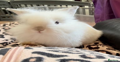 Lionhead rabbits - Advert 11