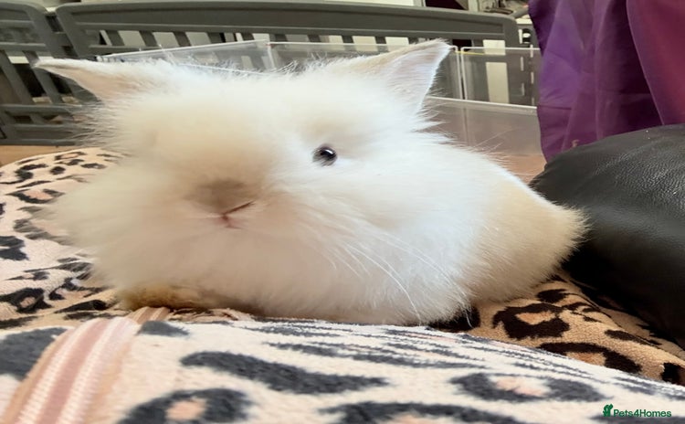 Lionhead rabbits - Advert 1