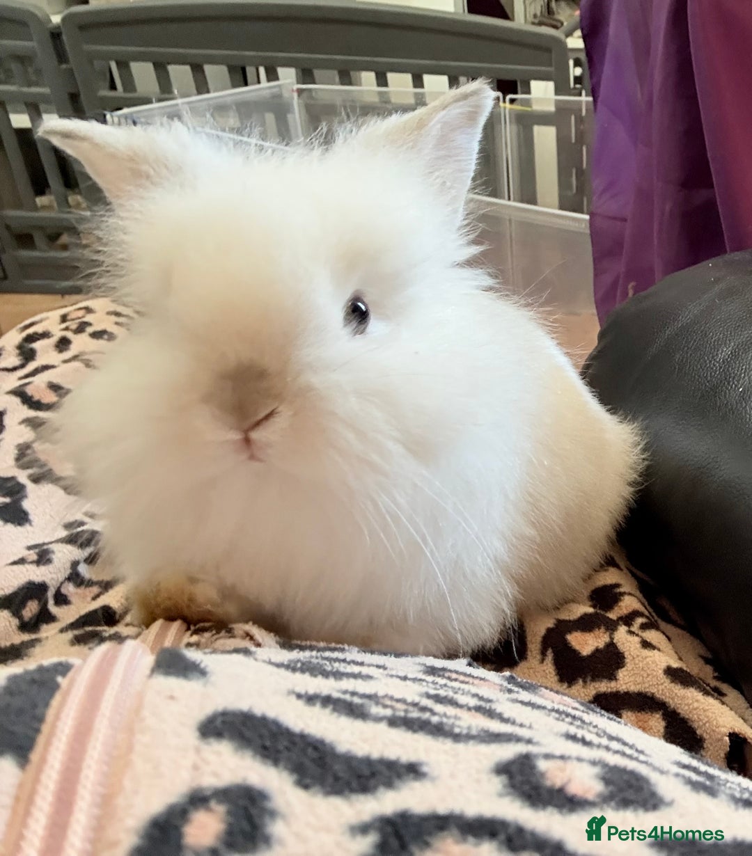 Lionhead rabbits for sale: Teddy Double & Single Lionhead Price starts at £35 - Image 1