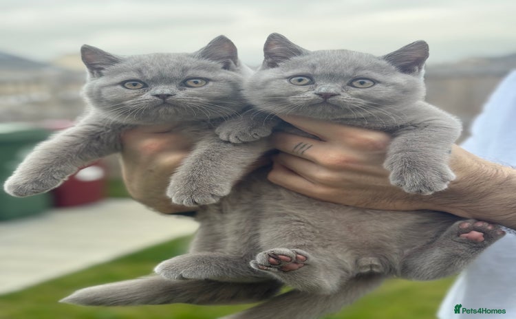 British Shorthair cats - Advert 1