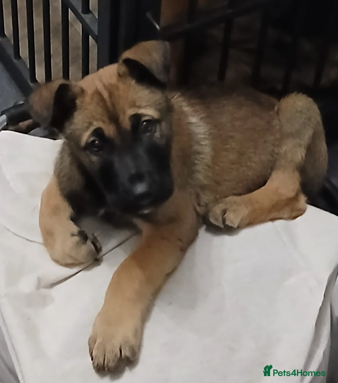 Belgian Shepherd Dog dogs for sale: Duch Shepherd cross Belgian malinois in Nottingham - Advert 4