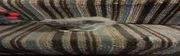Mixed Breed cats for sale: Grey Kittens - Advert 16