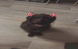 Mixed Breed dogs for sale: Rehoming male and female - Image 6