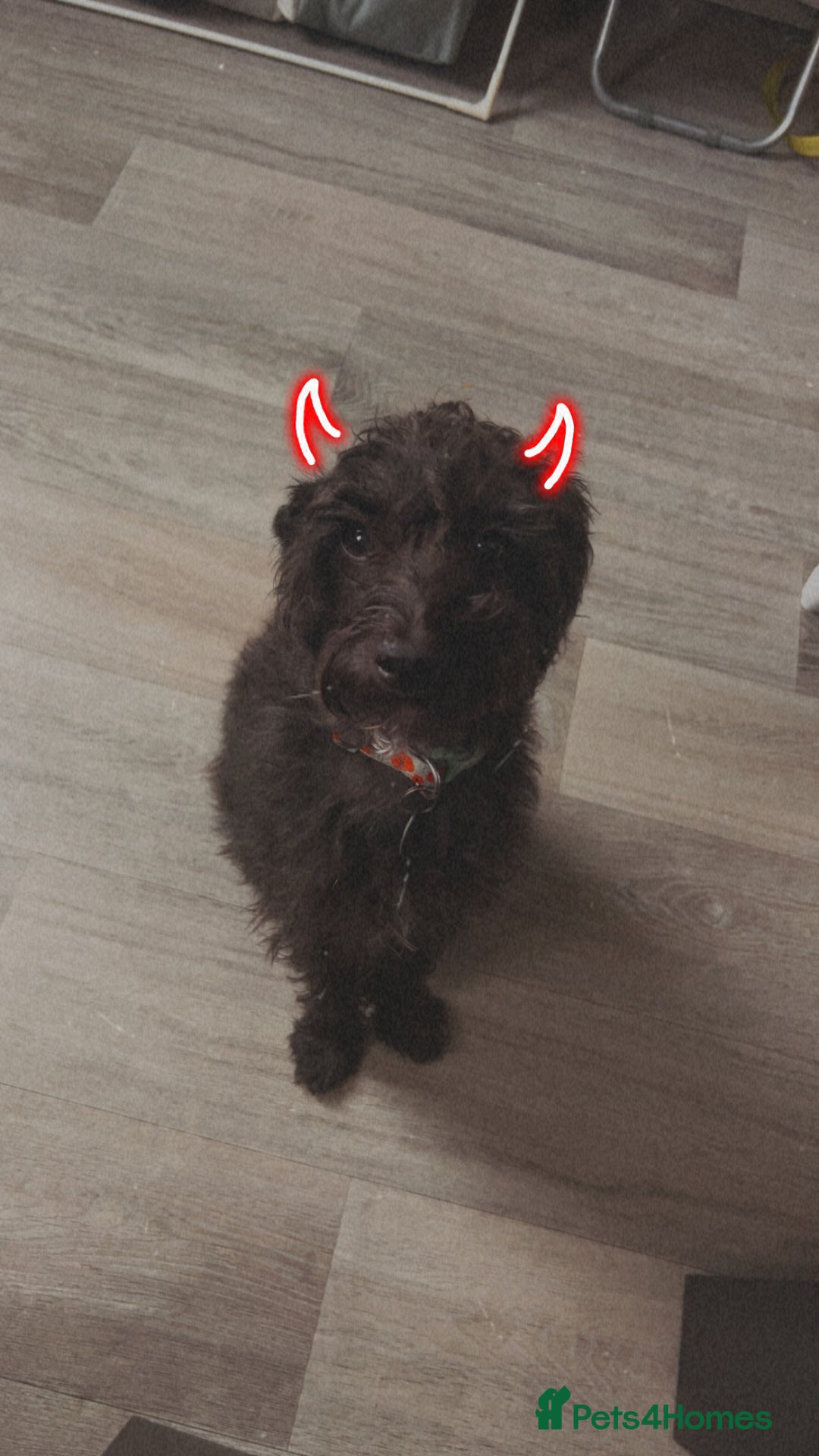 Mixed Breed dogs for sale: Rehoming male and female - Image 6