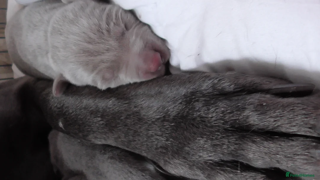 Weimaraner dogs for sale: As on TV: KC Reg Working Weim BLUE and SILVER - Advert 7