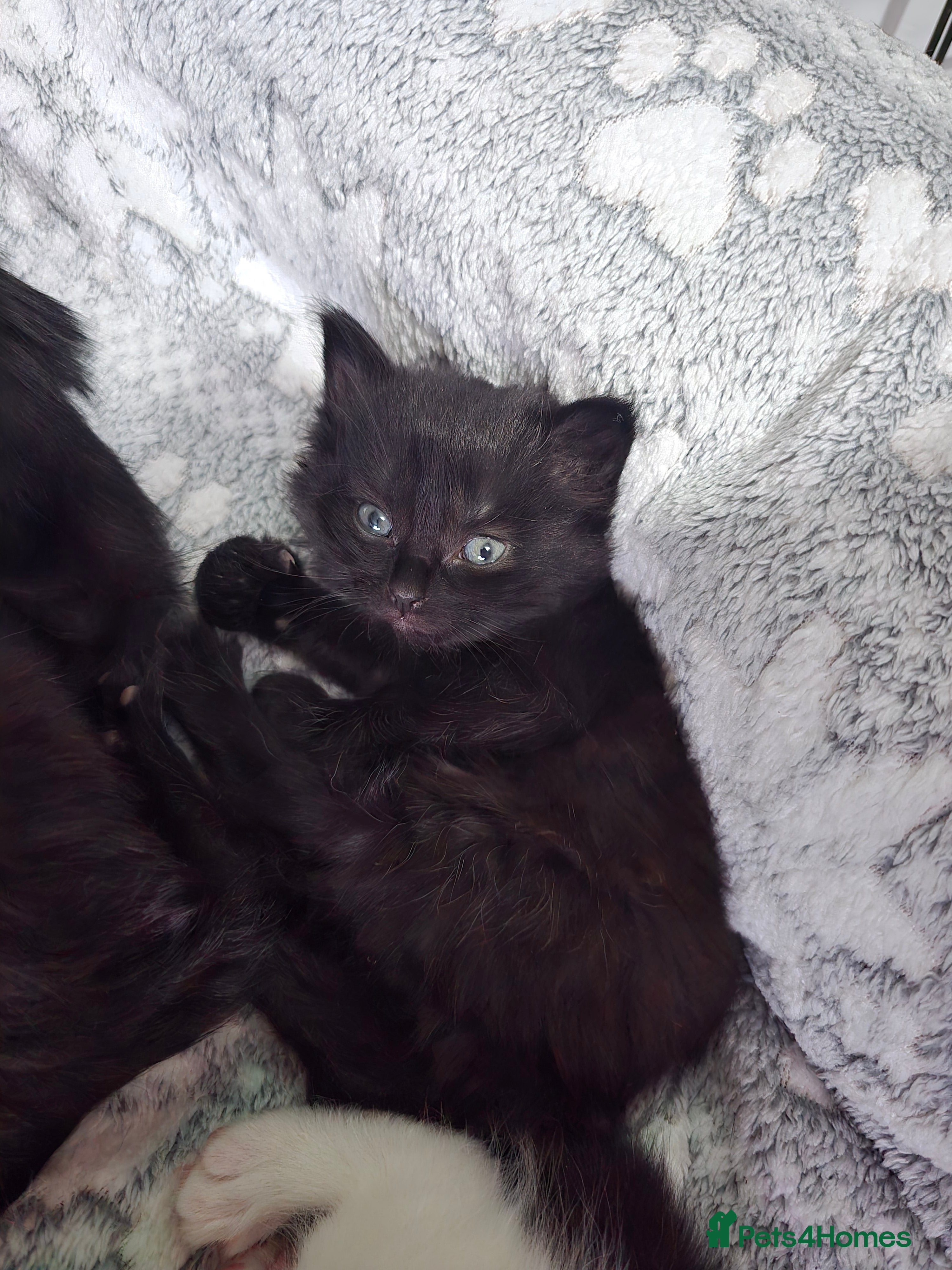 British Shorthair cats Beautiful girl kitten black in Bristol - Advert 2