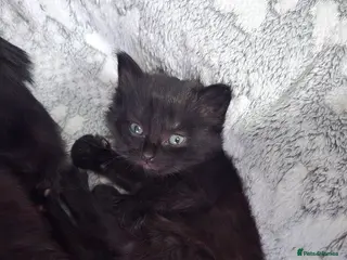 British Shorthair cats Beautiful girl kitten black in Bristol - Advert 2
