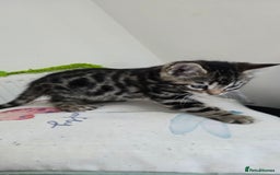 Bengal cats for sale:  Bengal with long haired blk & white kittens - Image 9