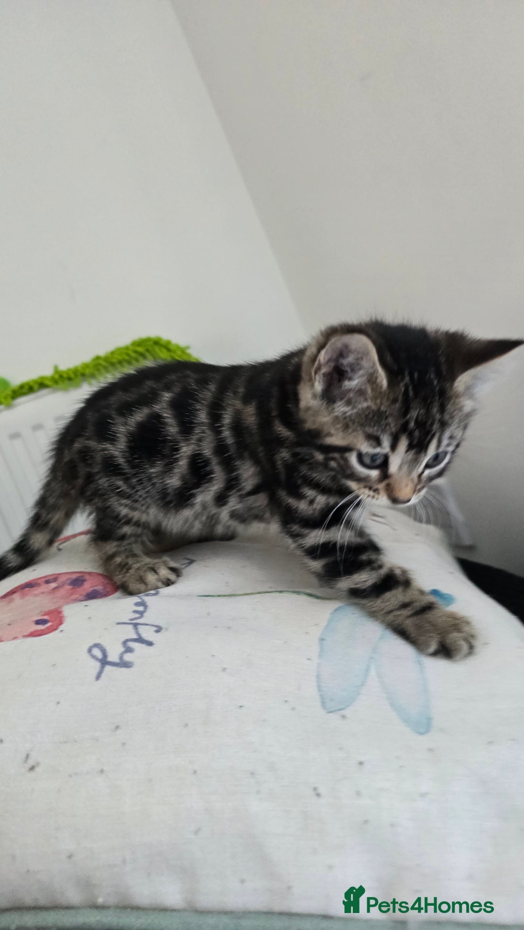 Bengal cats for sale:  Bengal with long haired blk & white kittens - Image 9
