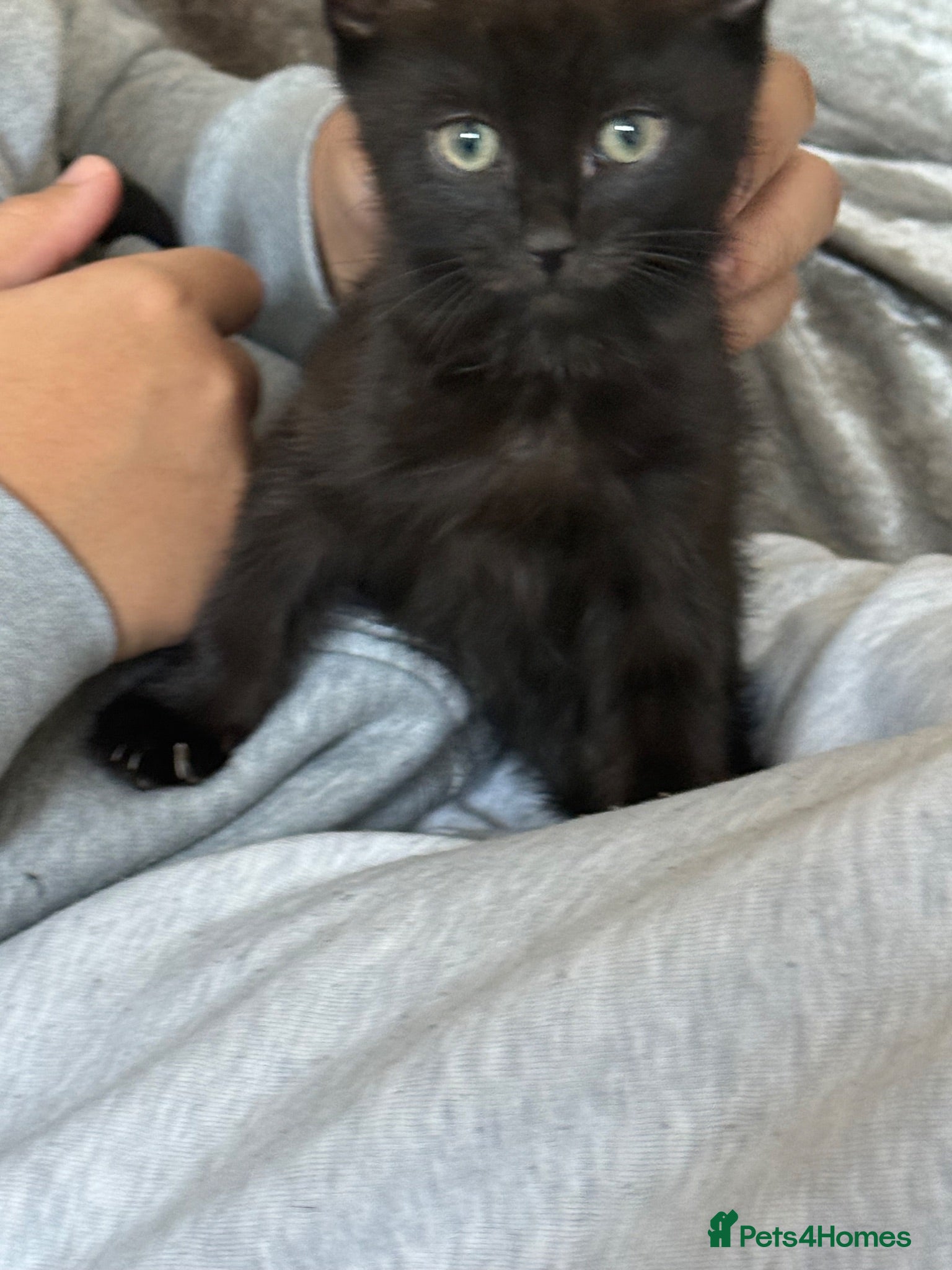 Mixed Breed cats 13 week old mixed litter of gorgeous black kittens - Advert 1