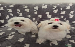 Maltese dogs for sale: KC Reg*Champion Bloodline Maltese Puppy in Wakefield - Image 11