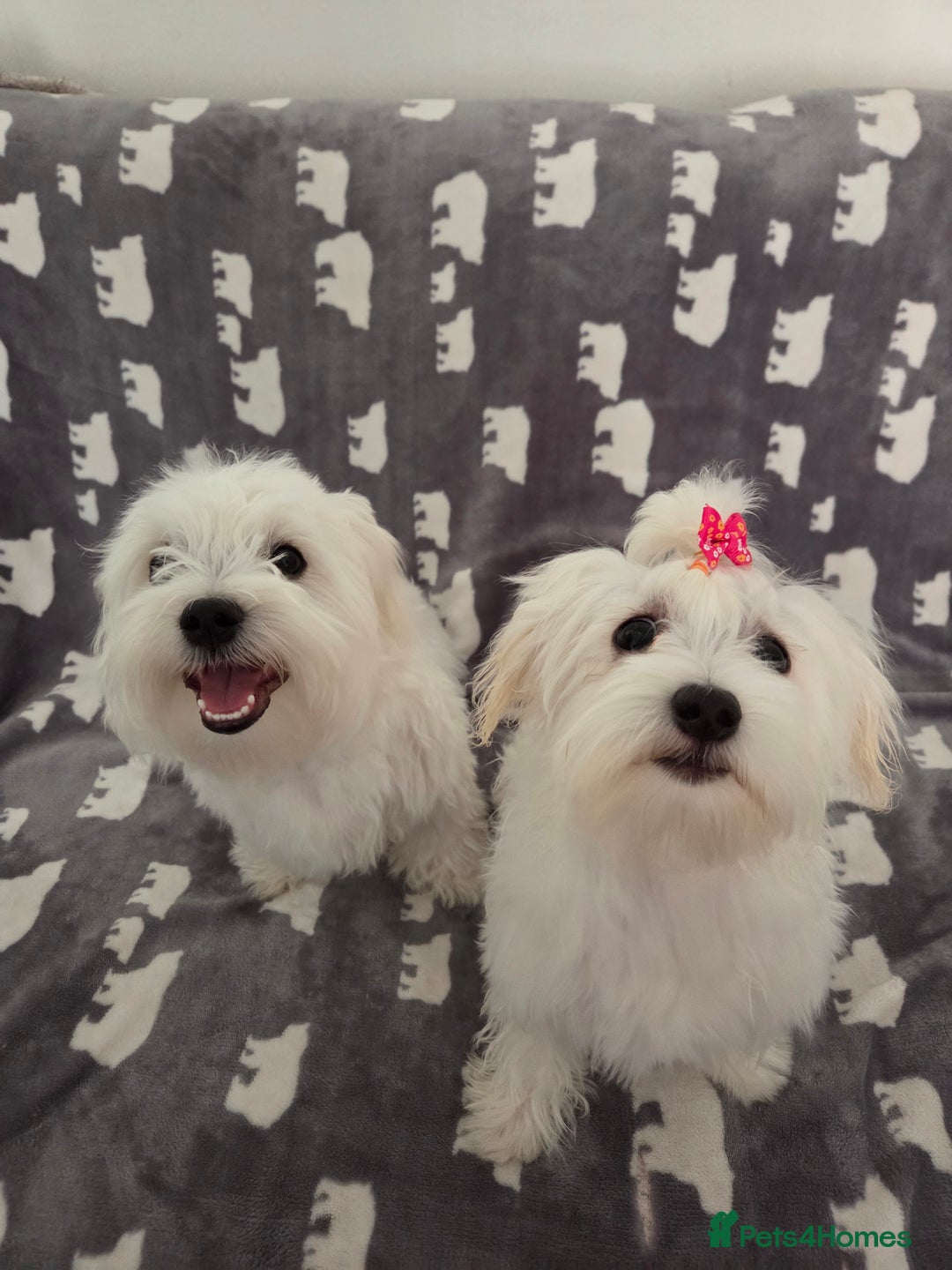 Maltese dogs for sale: KC Reg*Champion Bloodline Maltese Puppy in Wakefield - Image 11