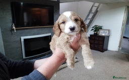 Cockapoo dogs for sale: F1B 5 STAR HEALTH CHECKED STUNNING COCKERPOOS  - Image 16