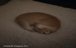 British Shorthair cats for sale: Stunning cute BSH golden black kitten female - Image 10