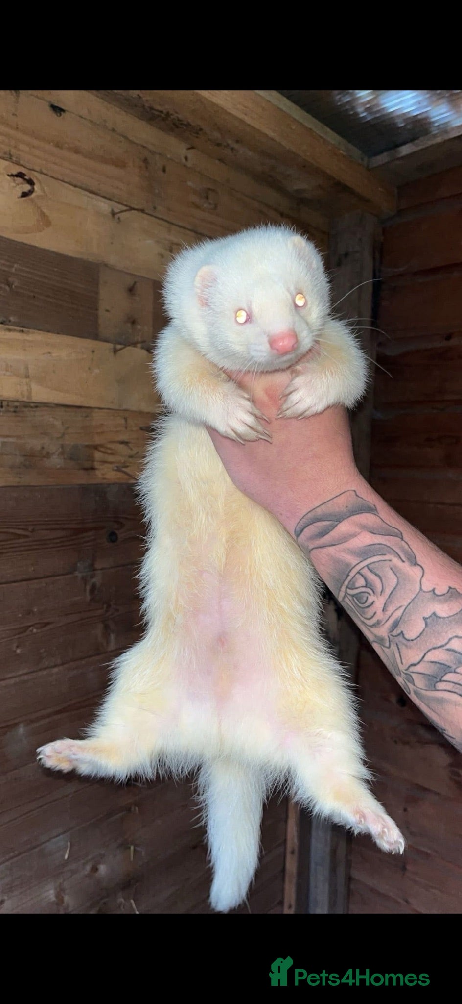Ferret rodents 2 stunning albino hobs & a cinnamon jill  - Advert 2