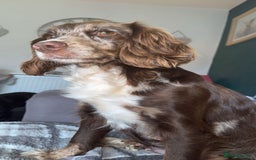 Cocker Spaniel dogs for sale: Working cocker spaniel LAST 2 REMAINING  - Image 12