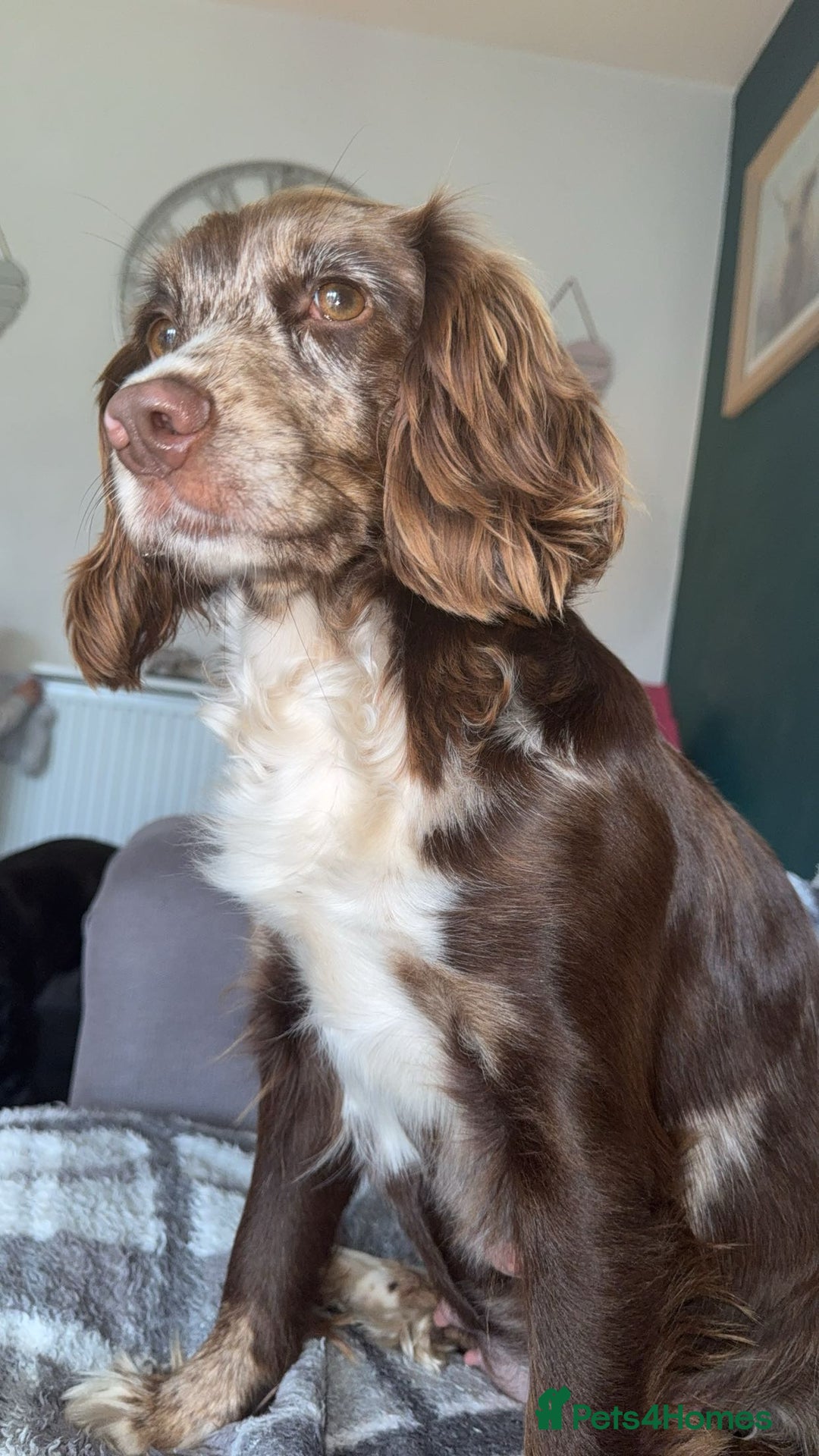 Cocker Spaniel dogs for sale: Working cocker spaniel LAST 2 REMAINING  - Image 12