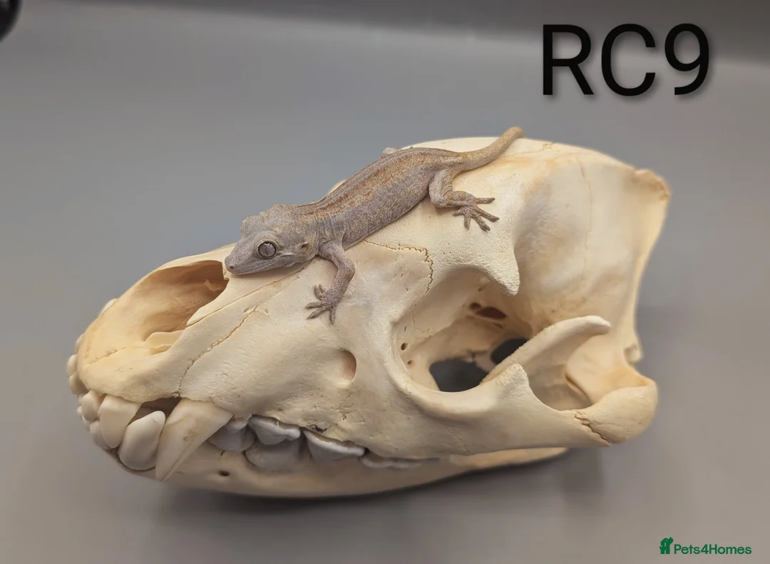 Gecko reptiles for sale: Red & Orange Stripe Gargoyle Gecko CB25  - Advert 2