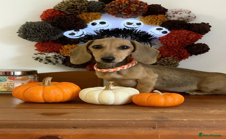 Miniature Dachshund dogs - Advert 1