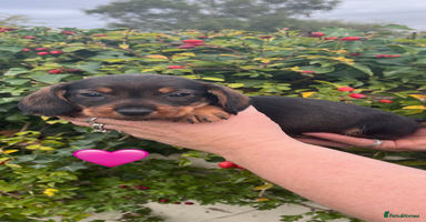 Mixed Breed dogs - Advert 1