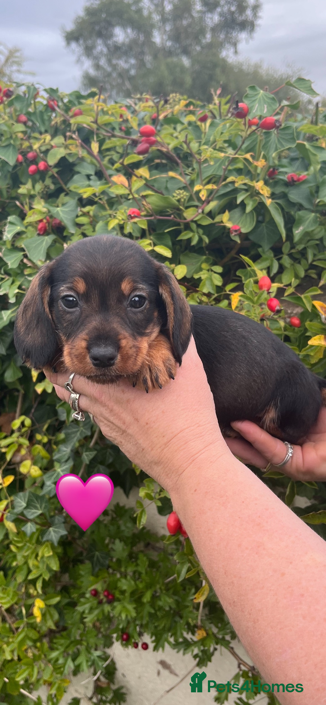 Mixed Breed dogs for sale: Beautiful Docker puppies - Image 3