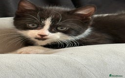 Domestic Shorthair cats for sale: 4 beautiful mixed kittens in Walsall - Image 11