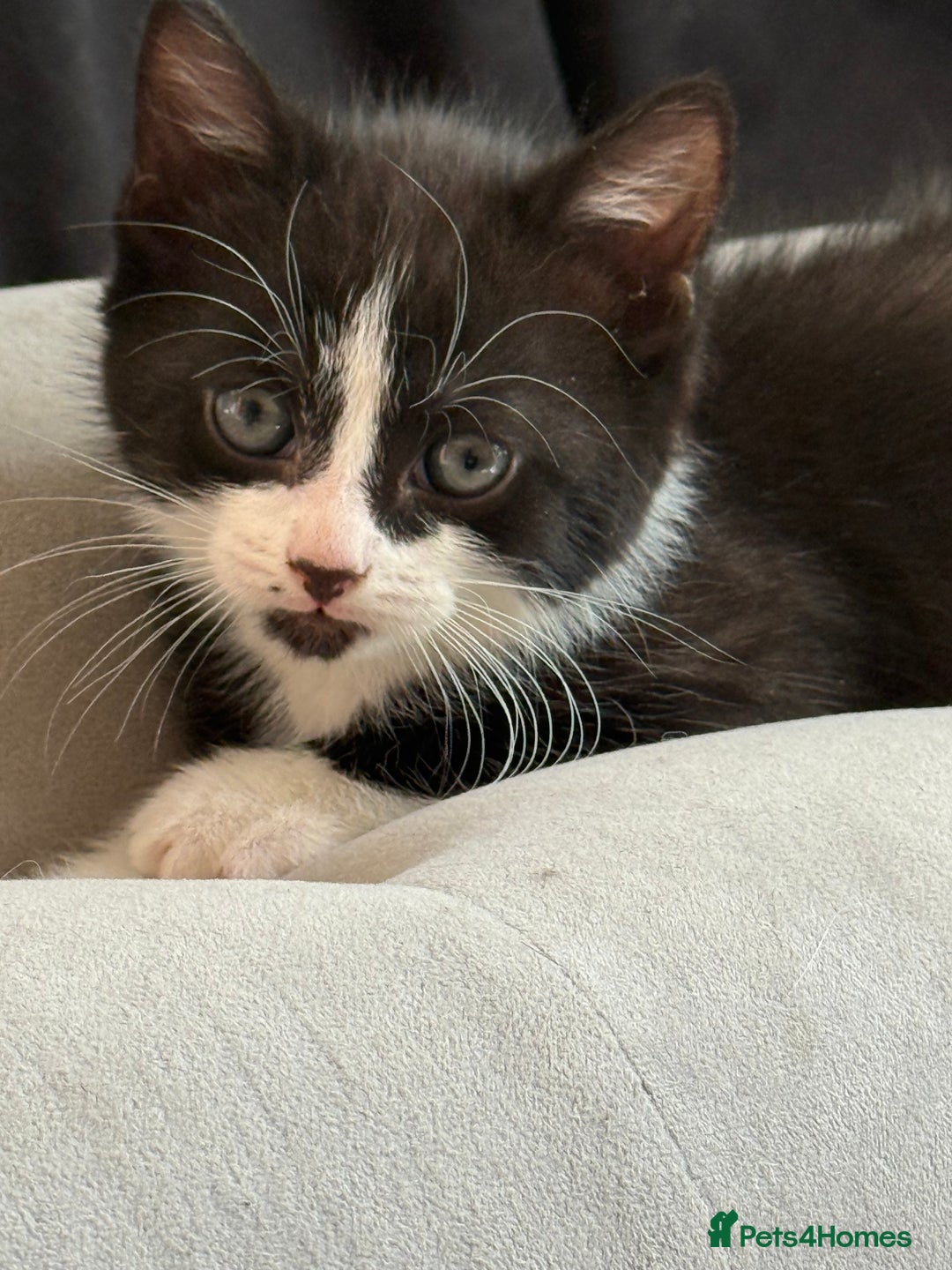Domestic Shorthair cats for sale: 4 beautiful mixed kittens in Walsall - Image 11