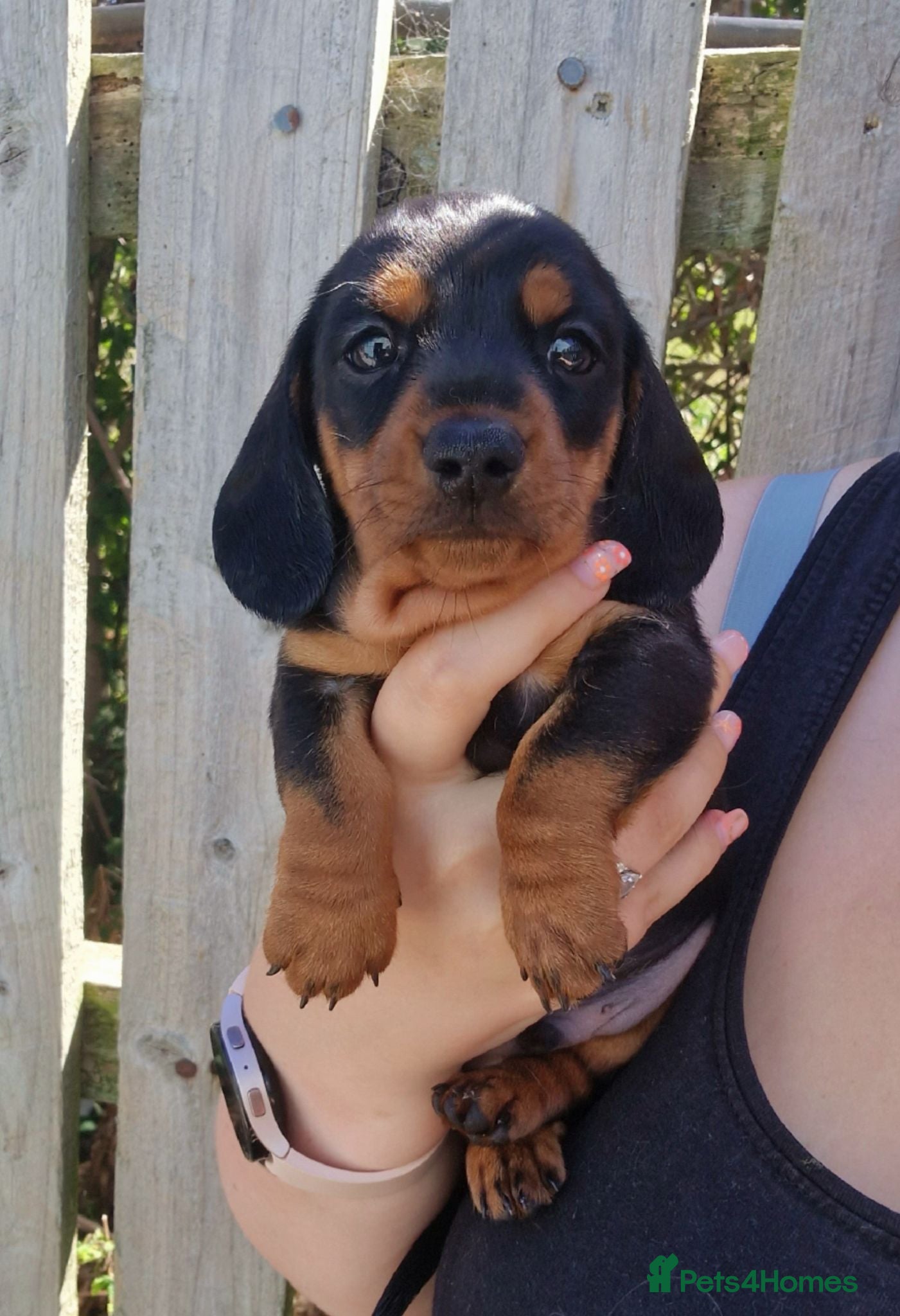 Miniature Dachshund dogs Champion line show Mini Smooth-Haired Dachshund  - Advert 1