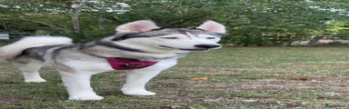 Bella