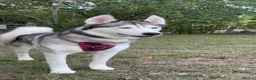 Siberian Husky dogs for sale: 2 Siberian huskies in Huntingdon - Advert 5