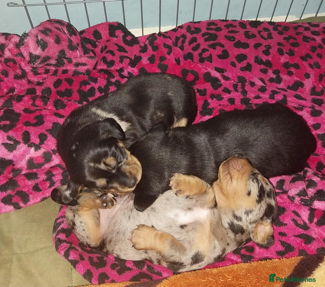 Dachshund dogs for sale: Rudite - Advert 1