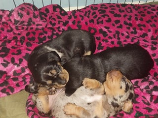 Dachshund dogs Rudite - Advert 1