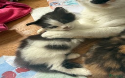 Mixed Breed cats for sale: Long haired black and white male  - Image 3