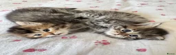 Scottish Fold cats for sale: 5 beautiful Scottish Fold / British Longhair in Westcliff-on-Sea - Advert 2