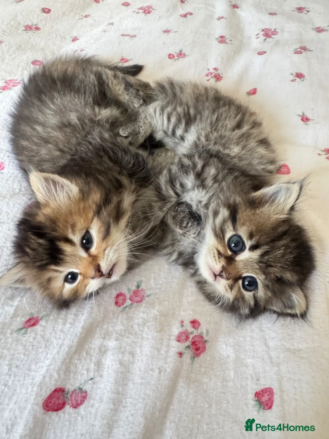 Scottish Fold cats for sale: 5 beautiful Scottish Fold / British Longhair in Westcliff-on-Sea - Advert 2