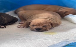 Mixed Breed dogs for sale: Pocket bully (mom) x staffy - Image 1