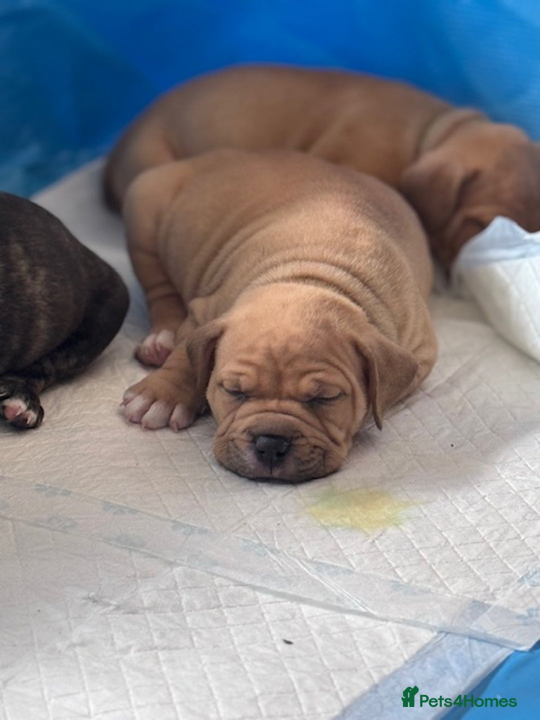 Mixed Breed dogs for sale: Pocket bully (mom) x staffy - Image 1